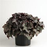 Heuchera hybrid 'Carnival Plum Crazy' Heuchera hybrid 'Carnival Plum Crazy'