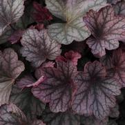 Heuchera hybrid 'Carnival Rose Granita' Heuchera hybrid 'Carnival Rose Granita'