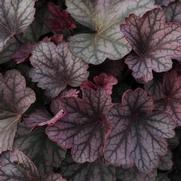 Heuchera hybrid 'Carnival Rose Granita'