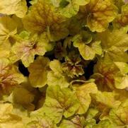 Heuchera villosa 'Tiramisu'