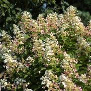 Hydrangea paniculata 'Pink Diamond' Hydrangea paniculata 'Pink Diamond'