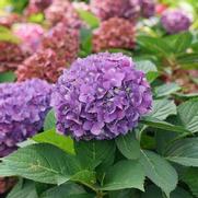 Hydrangea x. serrata 'Let's Dance ¡Arriba!' Hydrangea x. serrata 'Let's Dance ¡Arriba!'