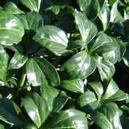 Pachysandra terminalis 'Green Sheen' Pachysandra terminalis 'Green Sheen'