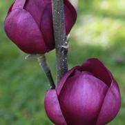 Magnolia x. 'Black Tulip' Magnolia x. 'Black Tulip'
