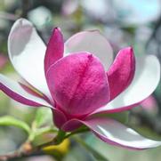 Magnolia x. 'March 'Til Frost' Magnolia x. 'March 'Til Frost'
