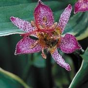 Tricyrtis formosana 'Gilt Edge' Tricyrtis formosana 'Gilt Edge'