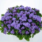 Ageratum Aguilera Violet 'Violet' Ageratum Aguilera Violet 'Violet'