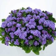 Ageratum Aguilera Violet 'Violet'