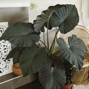 Alocasia 'Regal Shield' Alocasia 'Regal Shield'