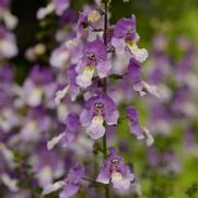 Angelonia angustifolia-hybrid 'Archangel-Blue Bicolor'