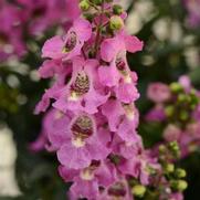 Angelonia angustifolia-hybrid 'Archangel-Pink'