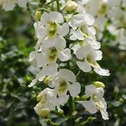 Angelonia angustifolia-hybrid 'Archangel-white'