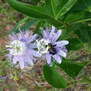 Passiflora incarnata Passiflora incarnata
