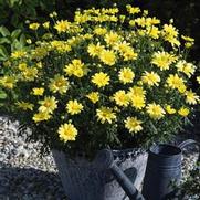 Argyranthemum frutescens 'Beauty Yellow' Argyranthemum frutescens 'Beauty Yellow'
