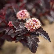 Physocarpus opulifolius 'Fireside' Physocarpus opulifolius 'Fireside'