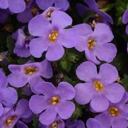 Bacopa Megacopa 'Blue' Bacopa Megacopa 'Blue'