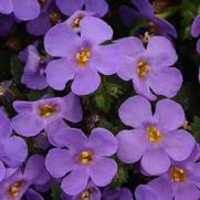 Bacopa Megacopa 'Blue'