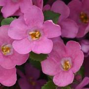 Bacopa MegaCopa 'Pink' Bacopa MegaCopa 'Pink'