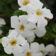 Bacopa MegaCopa 'White' Bacopa MegaCopa 'White'