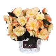 Begonia hybrid 'I'Conia Scentiment Peachy Keen'