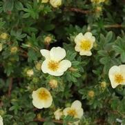 Potentilla fruticosa 'Primrose Beauty' Potentilla fruticosa 'Primrose Beauty'