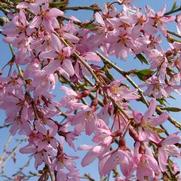 Prunus x 'Pink Snow Showers'