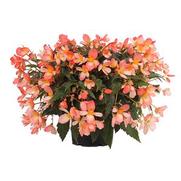 Begonia hybrid 'Waterfall Soft Orange'