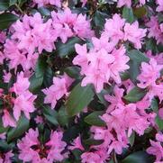 Azalea x. hybrid 'June Pink' Azalea x. hybrid 'June Pink'