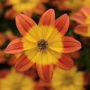 Bidens 'Bee Alive'