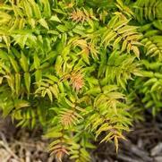 Sorbaria sorbifolia 'Matcha Ball' Sorbaria sorbifolia 'Matcha Ball'
