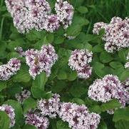 Syringa patula 'Baby Kim'