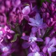 Syringa x. 'Virtual Violet'