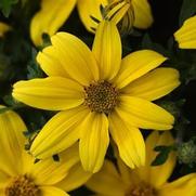 Bidens 'Sun Drop Improved' Bidens 'Sun Drop Improved'