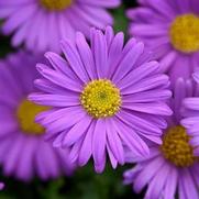 Brachyscome hybrid 'Fresco Purple' Brachyscome hybrid 'Fresco Purple'