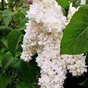 Syringa vulgaris 'Fiala Remembrance'