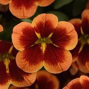 Calibrachoa 'Bumble Bee Orange' Calibrachoa 'Bumble Bee Orange'