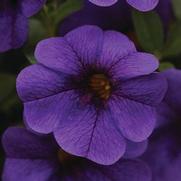 Calibrachoa Cabaret 'Deep Blue'