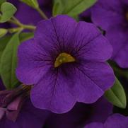 Calibrachoa Cabaret 'Midnight Blue' Calibrachoa Cabaret 'Midnight Blue'