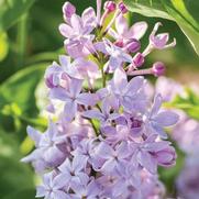 Syringa vulgaris 'New Age White'