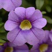 Calibrachoa Cabaret 'Sky Blue' Calibrachoa Cabaret 'Sky Blue'