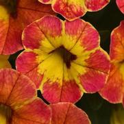 Calibrachoa Cabaret 'Diva Orange' Calibrachoa Cabaret 'Diva Orange'