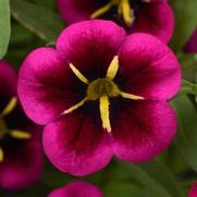 Calibrachoa Cabaret 'Good Night Kiss' Calibrachoa Cabaret 'Good Night Kiss'