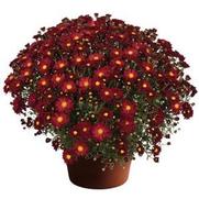 Chrysanthemum Garden Mum 'Bonnie' Chrysanthemum Garden Mum 'Bonnie'