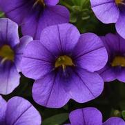 Calibrachoa Cabaret 'Lavender Improved' Calibrachoa Cabaret 'Lavender Improved'