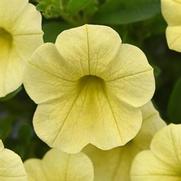 Calibrachoa Cabaret 'Lemon Yellow Improved' Calibrachoa Cabaret 'Lemon Yellow Improved'