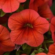 Calibrachoa Cabaret 'Orange' Calibrachoa Cabaret 'Orange'