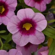 Calibrachoa Cabaret 'Light Pink Kiss' Calibrachoa Cabaret 'Light Pink Kiss'