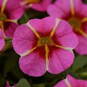 Calibrachoa Cabaret 'Pink Star' Calibrachoa Cabaret 'Pink Star'