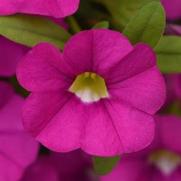 Calibrachoa Cabaret 'Pink' Calibrachoa Cabaret 'Pink'