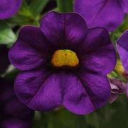 Calibrachoa Cabaret 'Purple' Calibrachoa Cabaret 'Purple'